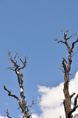 snow covered mountains, Himalayas