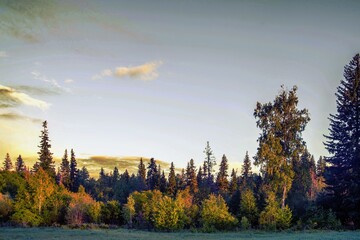 sunset in the forest