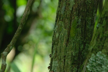 green tree trunks