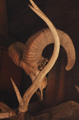 the old goat head scull 