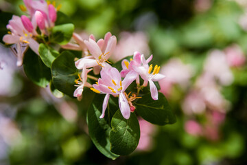 pink magnolia flower