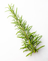 Fresh cut Rosemary Isolated on White 