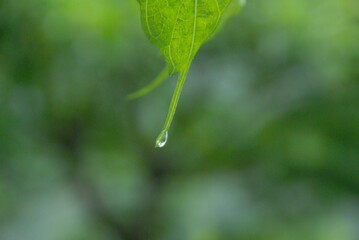 dew on a leaf