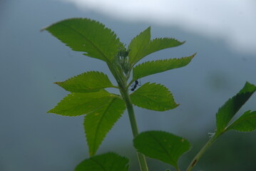 green leaves 