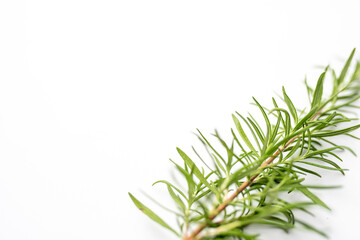 Fresh cut Rosemary Isolated on White  card with copy space
