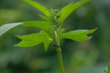 greean plant