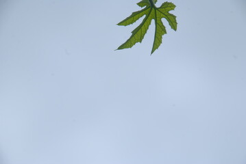 green leaves against blue sky