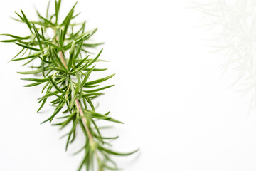 Fototapeta premium Fresh cut Rosemary Isolated on White card with copy space