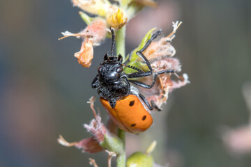 Lachnaia sp. beetle feeding from a flower on a sunny day