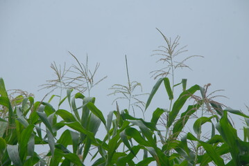 field of corn