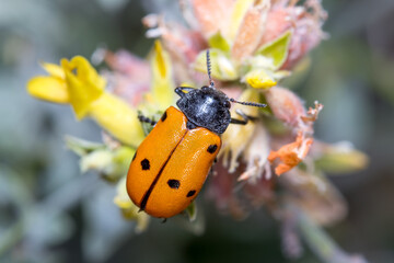 Lachnaia sp. beetle feeding from a flower on a sunny day