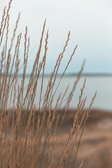 reeds on the beach