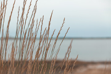 grass on the beach