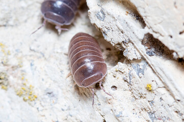 Roly poly bug, Armadillidium vulgare, walking on a concrete floor under the sun