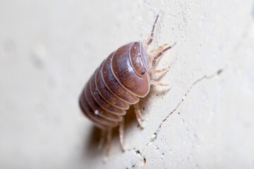 Roly poly bug, Armadillidium vulgare, climbing on a concrete wall under the sun