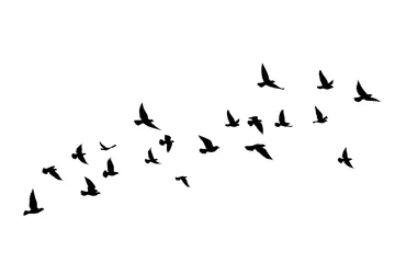 Foto op Plexiglas Vliegende vogels silhouetten op witte achtergrond. Vector illustratie. geïsoleerde vogel vliegen. tatoeage ontwerp. © SeemaLotion