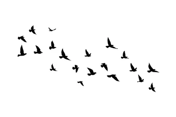 Foto op Aluminium Vliegende vogels silhouetten op witte achtergrond. Vector illustratie. geïsoleerde vogel vliegen. tatoeage ontwerp. © SeemaLotion