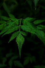 Green leaf in nature 
