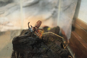 虫かごの中で羽を広げるカブトムシ