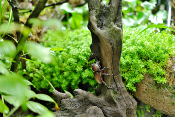植物の生い茂る中で木にとまるカブトムシ