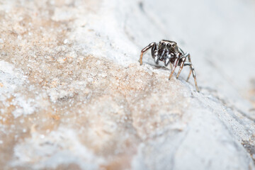 Heliophanus sp spider posed on a rock looking for preys