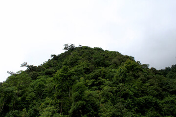 Obraz premium Beautiful green hill with lots of lots trees standing in front of sky