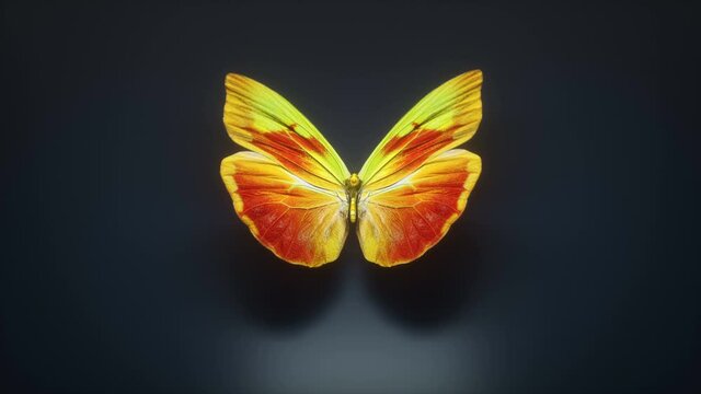 3d Animation of a beautiful yellow colored butterfly, loop-able