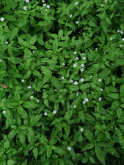 green leaves background