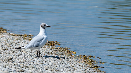 bird, möve, gull, meer, wasser, natur, tier, beach, ozean, weiß, blau, wild lebende tiere