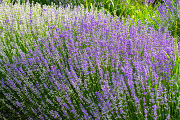 Obraz premium Beautiful fragrant lavender flowers in the middle of the green plain