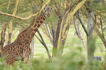 giraffe in the wild