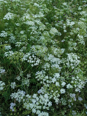 green leaves background