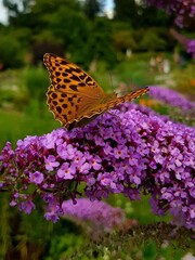 butterfly on purple flower