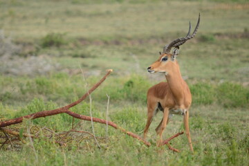 Thomson's Gazelle in Masai Mara