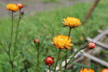 Amazing dandelion flowers are blooming in the garden of local village