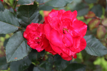 tender bud of rose with its leaves and dew in the eastern part of Nepal