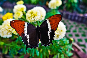 The butterfly perched on a flower, its wings open. Black, white, orange pattern. Background - yellow inflorescences.