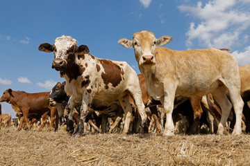 Small herd of free-range cattle on a rural farm, South Africa.