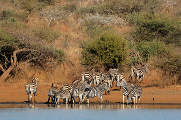 Herd of plains zebras (Equus burchelli) drinking water, Kruger National Park, South Africa.