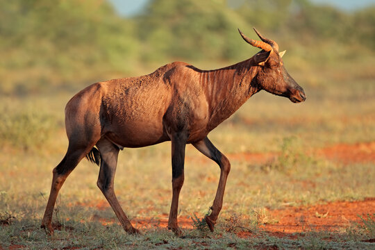 Rare tsessebe antelope (Damaliscus lunatus) in natural habitat, Mokala National Park, South Africa.