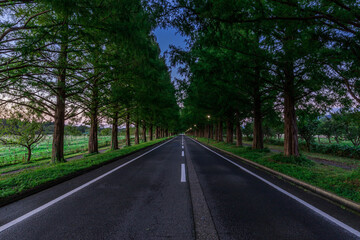 Fototapeta premium 夜明けと妖艶なメタセコイア並木道