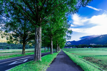秋空とメタセコイア並木道を訪ねて