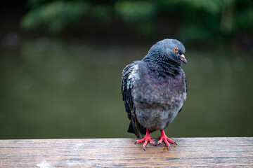 Pigeon on a wooden beam 2