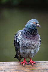 Pigeon on a wooden beam 3
