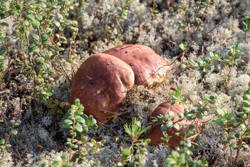 Large boletus with red hat and thick leg cut by mushroom picker on white moss in pine forest.