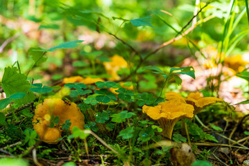 Family edible wild Chanterelle mushroom in the sunny forest