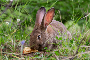 Naklejka na ściany i meble gray big rabbit in the grass eating an apple