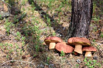 Beautiful boletus with red hat and thick leg collected by mushroom picker by tree in pine forest.