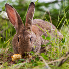 gray big rabbit in the grass eating an apple