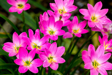 Fototapeta premium Close up of Zephyranthes Lily or Rain Lily or Fairy Lily or Little Witches flower blossom in flower garden
